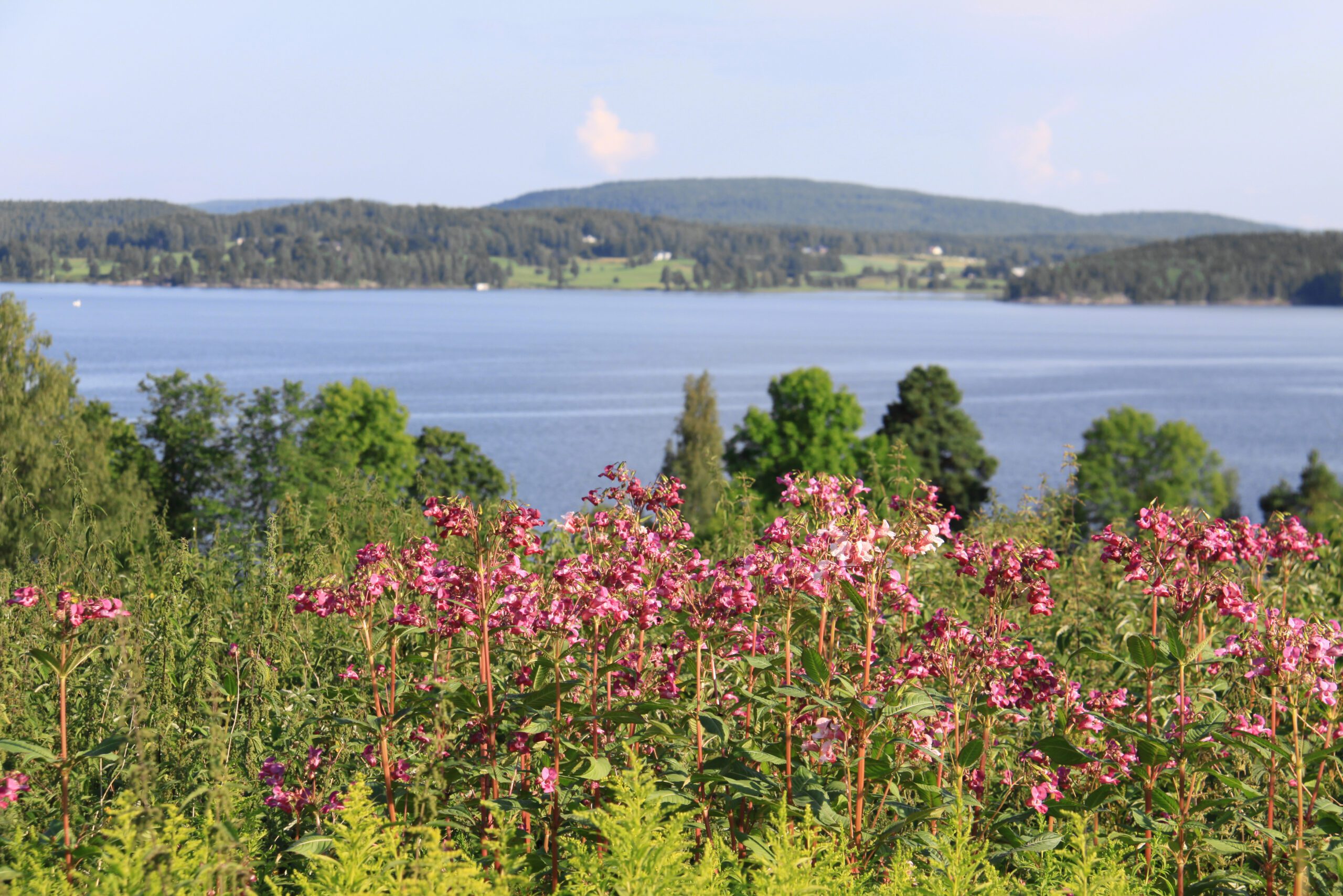 Eda kommun erbjuder landsbygd med närhet till Norge bild